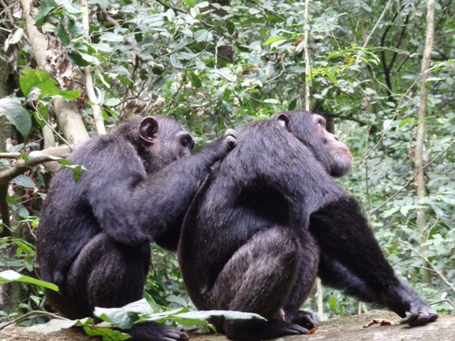 chimpanzee kibale forest