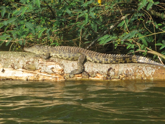 a crocodile at Lake buro
