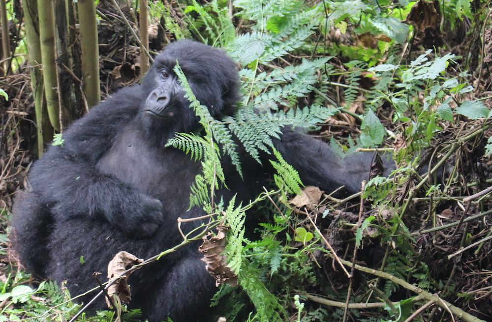 Customized Gorilla Trekking: Discover The Majestic Primates In Rwanda
