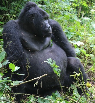 silverback-gorilla-rwanda