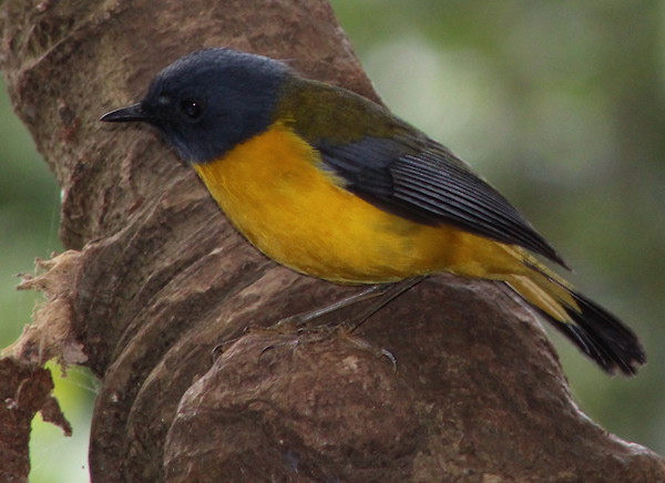 Birding in Mgahinga national park