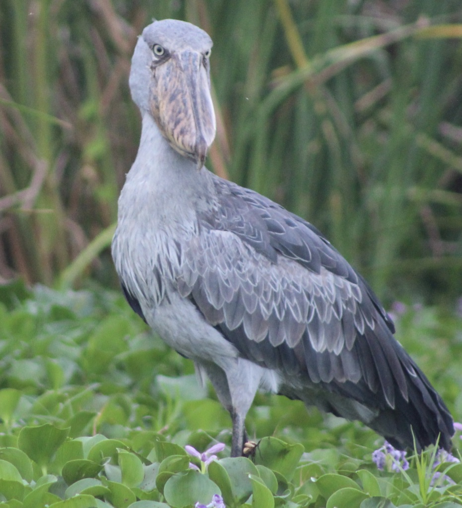 Uganda-shoebill