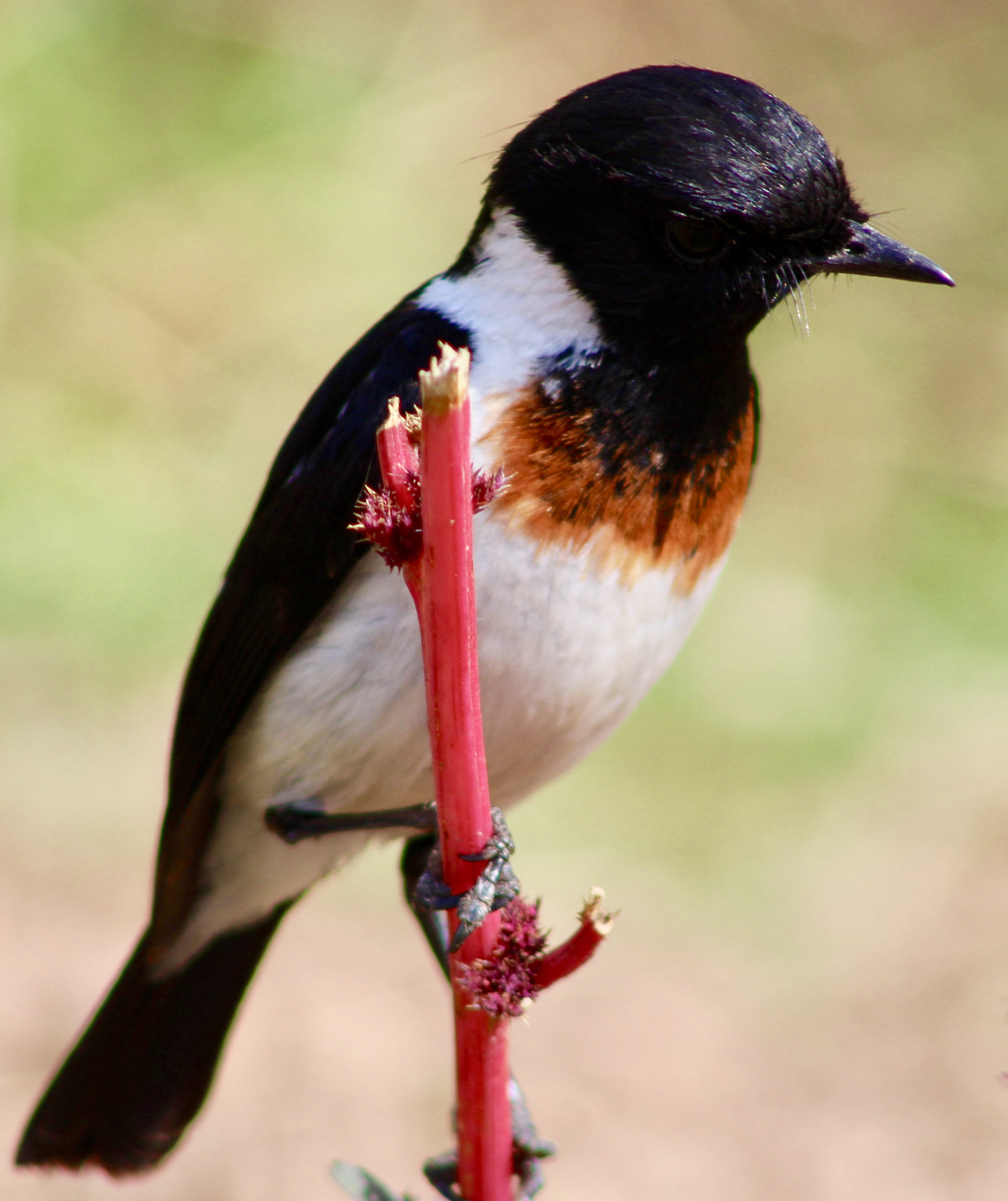 birding-uganda