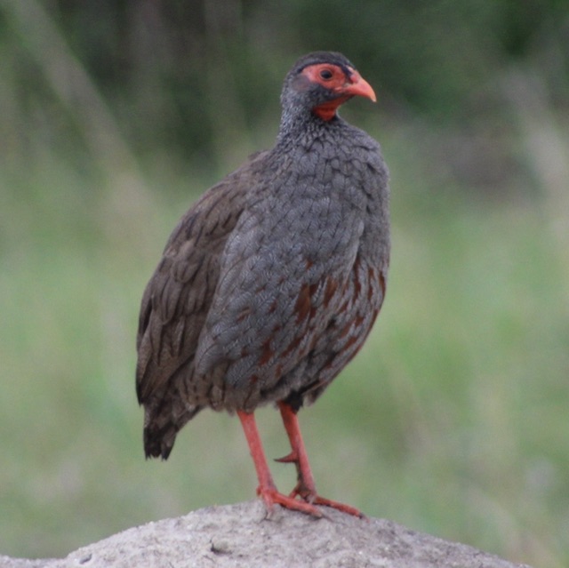 uganda-birding