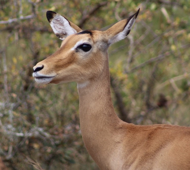impala-akagera-national-park