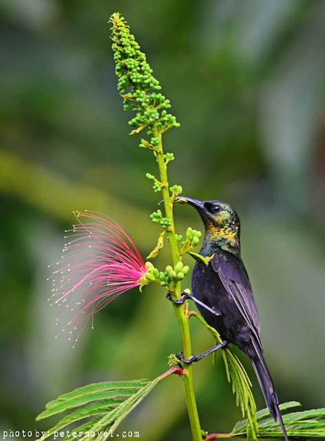 bronze-sunbird