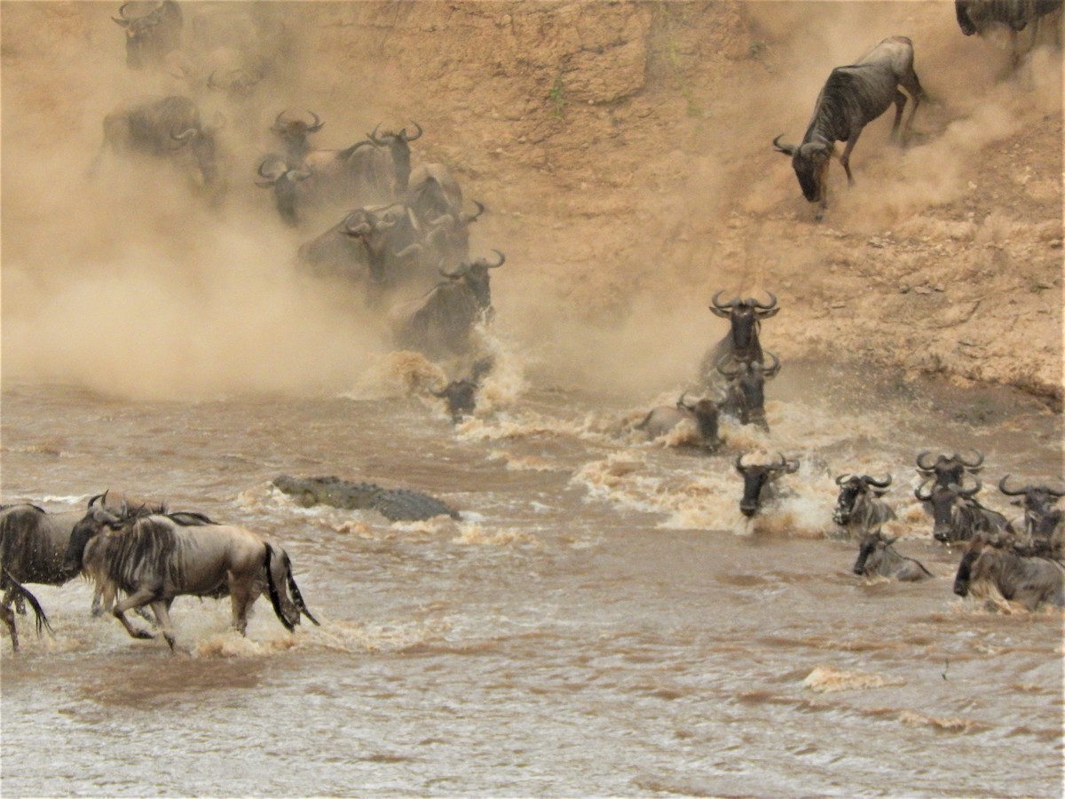 Wildebeest Mara migration