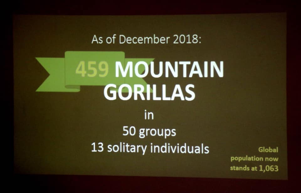 Mountain gorilla census Ug