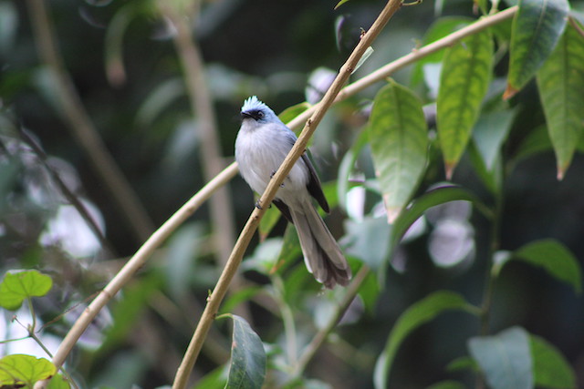 birdwatching in Congo