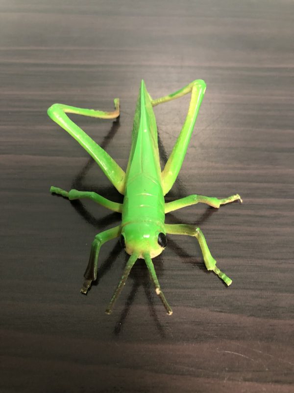 grasshopper-nsenene-uganda