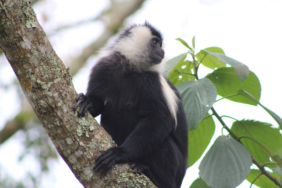 Colobus-monkey-nyungwe-forest