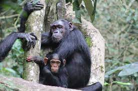 “Did You Know These Chimpanzee Behaviours?