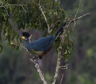 Great Blue turaco