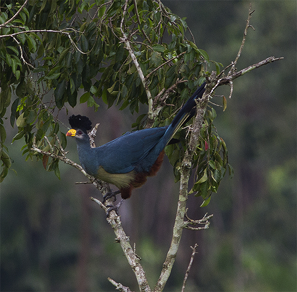 birding-kibale-forest-Great-blue-Turaco