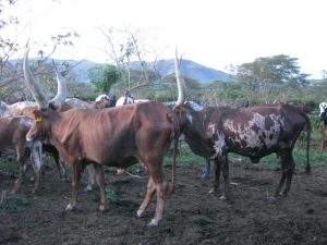 ankole-long-horned-cattle