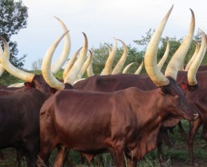 ankole-long-horned-cows