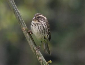 birding-bwindi-forest