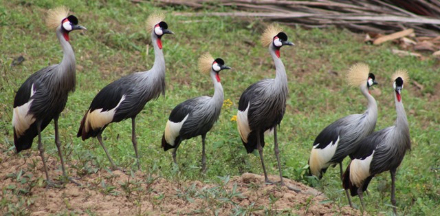 Bird Watching in Uganda
