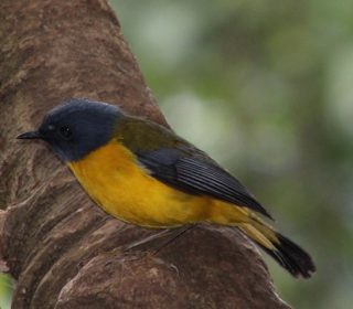 Bird