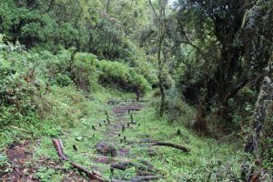 birding-mgahinga-gorilla-national-park