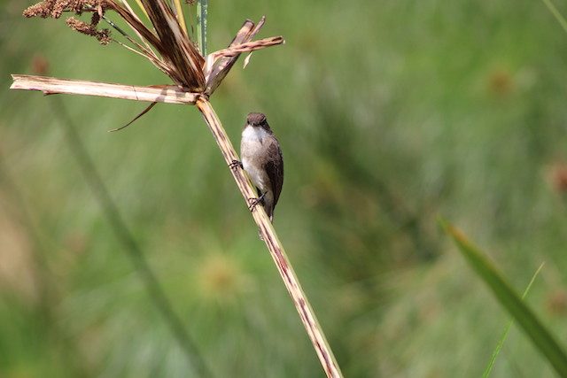 birding-uganda - Birding and Gorilla Safari