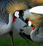 Bird Watching in Uganda-ethical-bird-tours