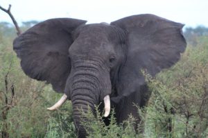 elephants-queen-elizabeth-uganda