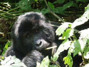 gorilla-in-uganda