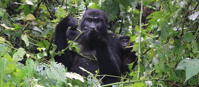 gorillas-in-bwindi-forest