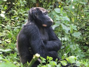 gorillas-in-uganda