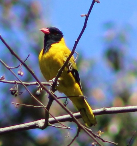 Mountain Oriole in Bwindi impenetrable national park