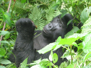 Gorilla in Bwindi Impenetrable national park - Uganda