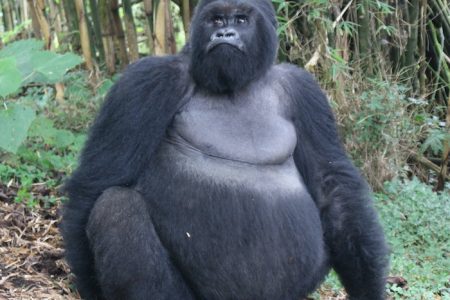Rwanda gorilla trekking - Rwanda safari