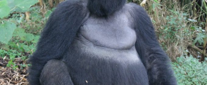 Rwanda gorilla trekking - Rwanda safari