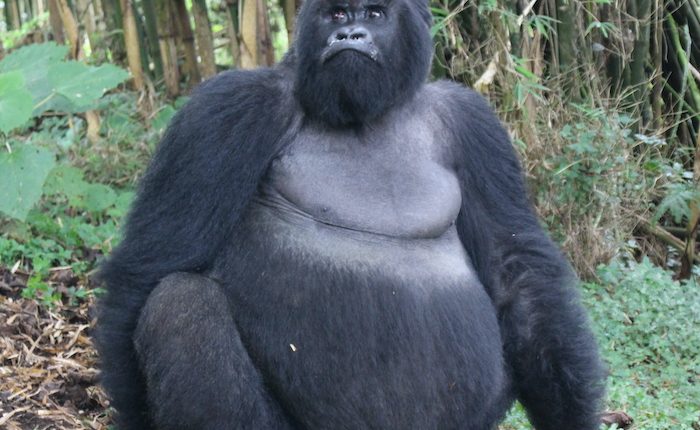 Rwanda gorilla trekking - Rwanda safari