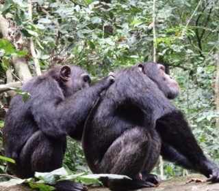 Chimpanzees in Kibale Forest Uganda