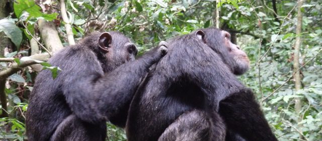 chimpanzee kibale forest