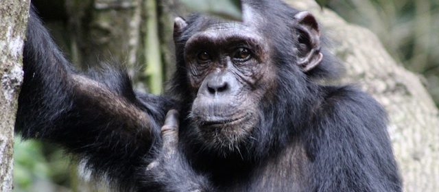 chimpanzee-kibale-forest