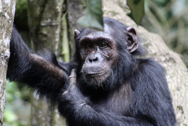 chimpanzee-kibale-forest