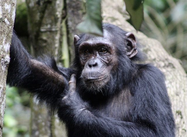 chimpanzee-kibale-forest-2