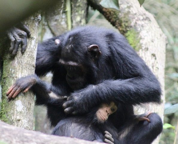 Rwanda Chimpanzee Trekking