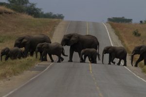 elephants-queen-elizabeth-park