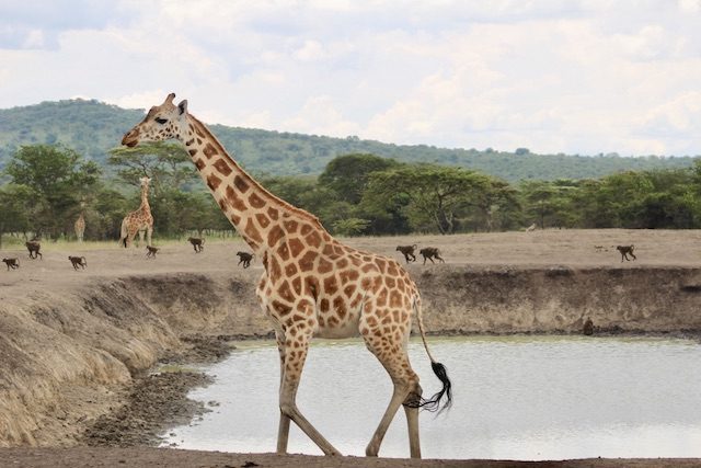giraffe-lake-mburo