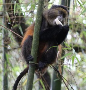 golden-monkey-volcanoes-national-park