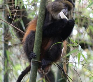 Golden monkey Rwanda