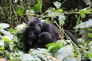 gorillas in bwindi forest-uganda-gorilla-and-wildlife-safari