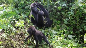 mountain gorillas uganda