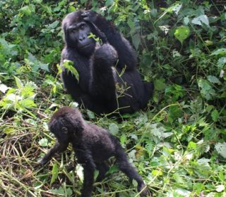 Moungain Gorilla Bwindi Forest