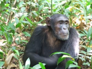 chimpanzee in kibale forest national park