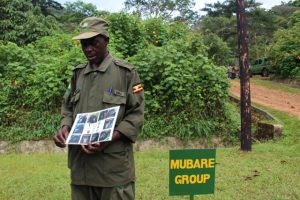 a gorilla group in Bwindi forest